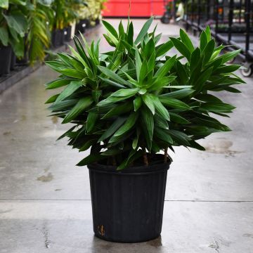 Dracaena Reflexa