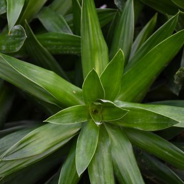 Dracaena Reflexa