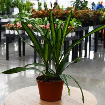 Dracaena, Rikki