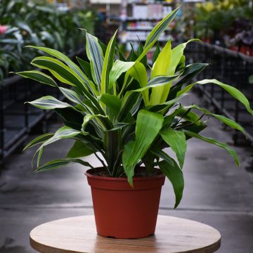 Dracaena 'Triple Combo'