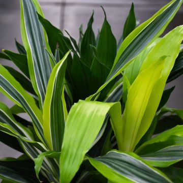 Dracaena 'Triple Combo'