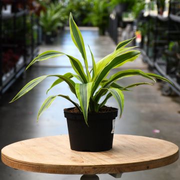 Dracaena Warneckii, LemonLime