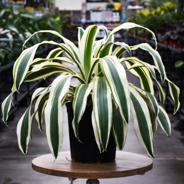 Dracaena Fragrans 'White Aspen'