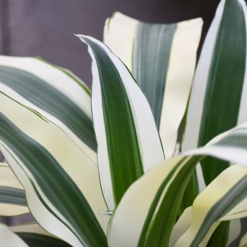 Dracaena Fragrans 'White Aspen'