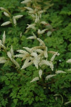 Aruncus, 'Dwarf Goatsbeard'