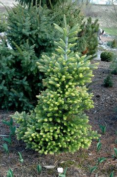 Abies, Korean Fir 'Golden'