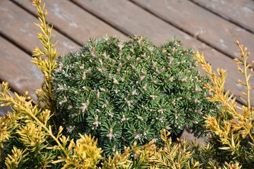 Abies, Korean Fir 'Blue Eskimo'