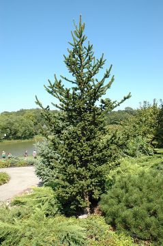 Picea, Norway Spruce 'Hillside Upright' (Large)