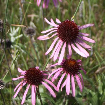 Echinacea, Narrow-leaved Coneflower, 6 pack