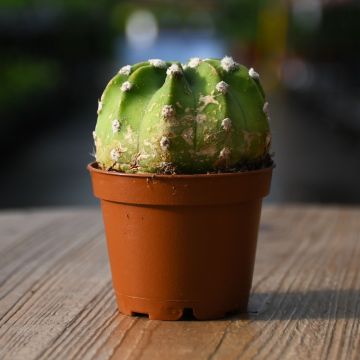 Cactus, Round Assortment