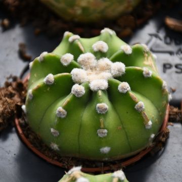 Cactus, Round Assortment