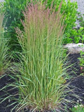 Calamagrostis, Feather Reed Grass 'Eldorado'