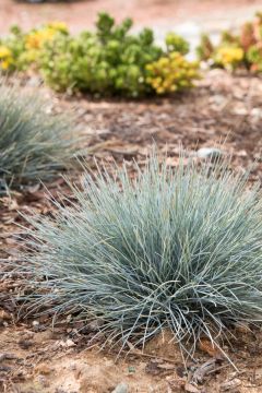 Festuca, Blue Fescue 'Elijah Blue'