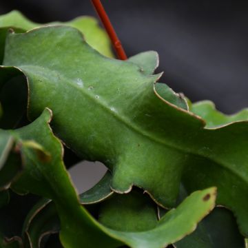 Epiphyllum Monstrosa 'Curly Sue'