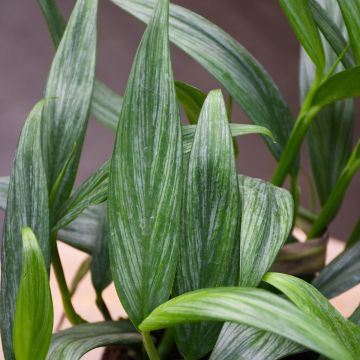 Epipremnum Amplissimum, Pothos