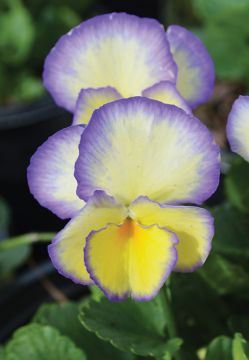 Viola, Sweet Violet 'Etain'