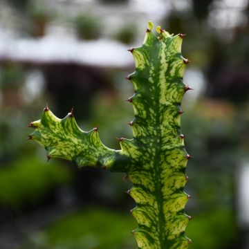 Euphorbia Trigona 'Variegata'