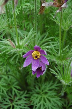 Pulsatilla, Pasque Flower