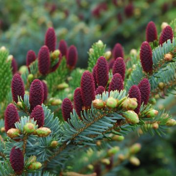 Picea, Norway Spruce 'Acrocona' (Large Sizes)