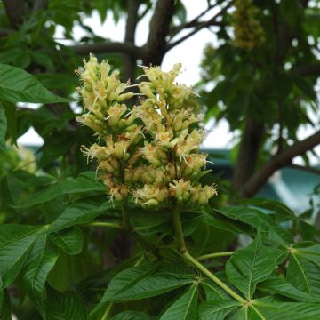 Aesculus, Arnold Buckeye 'Autumn Splendor' (Large Sizes)