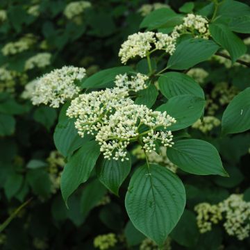 Cornus, Pagoda Dogwood Tree (Large Sizes)