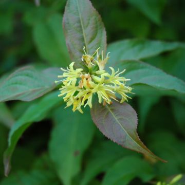 Diervilla, Northern Bush Honeysuckle 'Dwarf'