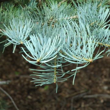 Abies, White Fir (Large Sizes)