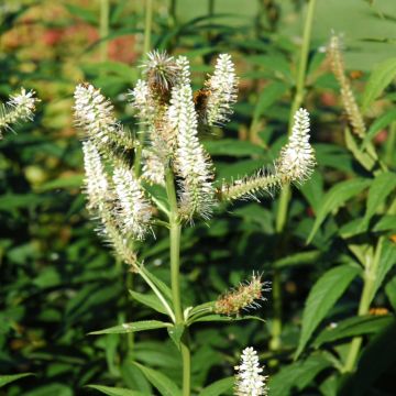 Veronicastrum, Culver’s Root, 6 pack