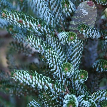 Abies, Korean Fir 'Horstman Siberlocke' (Large Sizes)