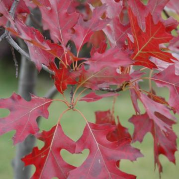 Quercus, Northern Pin Oak (Large Sizes)