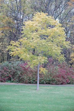 Gymnocladus, Kentucky Coffeetree (Large)