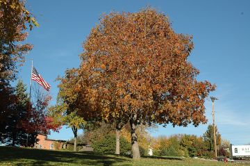 Aesculus, Arnold Buckeye 'Autumn Splendor' (Large)