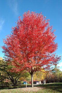 Acer, Freeman Maple 'Autumn Blaze®' (Large Sizes)