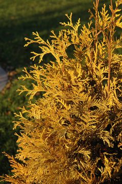 Thuja, Arborvitae 'Yellow Ribbon'