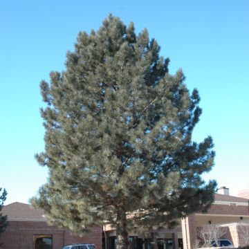 Pinus, Norway Pine (Large)