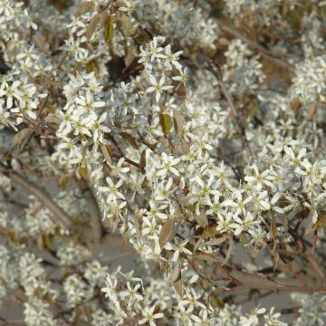 Amelanchier, Shadblow Serviceberry