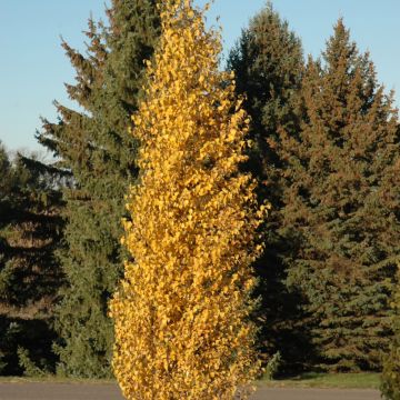 Betula, White Birch 'Dakota Pinnacle®' (Large Sizes)