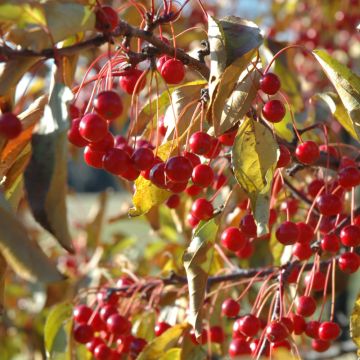 Malus, Flowering Crabapple 'Red Jewel™' (Large Sizes)