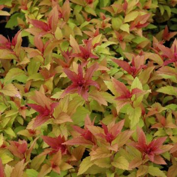 Spiraea, Bumalda Spirea 'Goldflame'