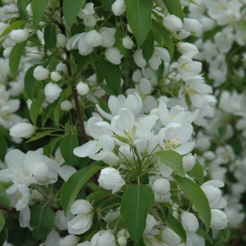 Malus, Flowering Crabapple 'Spring Snow' (Large Sizes)