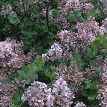 Syringa, Korean Lilac 'Dwarf'