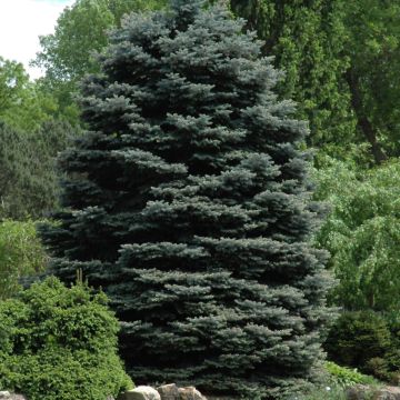 Picea, Colorado Blue Spruce 'Fat Albert' (Large Sizes)