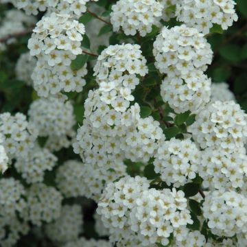 Spiraea, Vanhoutte Spirea 'Renaissance'