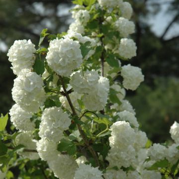 Viburnum, Guelder Rose 'Common Snowball'