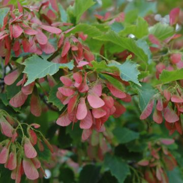 Acer, Amur Maple 'Flame' (Large Sizes)