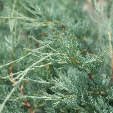 Juniperus, Rocky Mountain Juniper 'Moonglow' (Large Sizes)