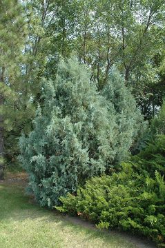 Juniperus, Rocky Mountain Juniper 'Wichita Blue' (Large)