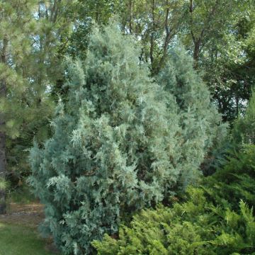 Juniperus, Rocky Mountain Juniper 'Wichita Blue' (Large Sizes)