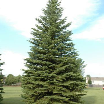 Picea, Colorado Spruce (Large Sizes)