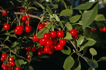 Prunus, Cherry 'Bali'